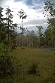 Sam Houston Jones State Park