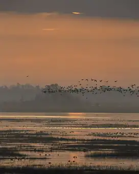 Lacassine National Wildlife Refuge